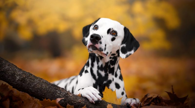 Stem Cell Therapy for Pets: FDA-Approved Breakthrough